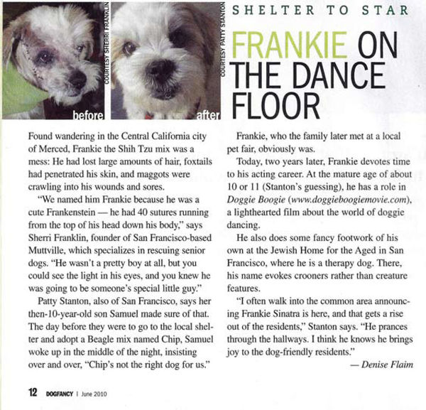 Frankie is Muttville's Latest Celebrity