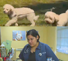 Pet Tips from Dr Jena Valdez: Watch What Your Dog Wears! Wardrobe Tips for Working Out