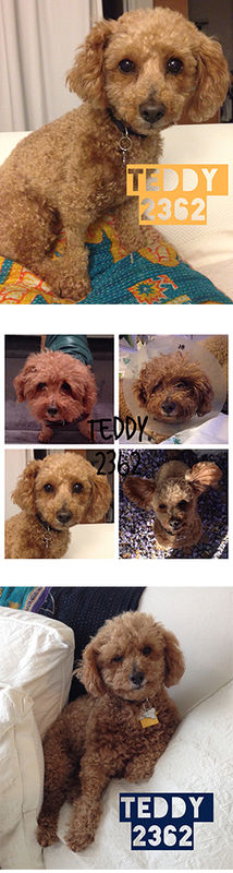 Teddy 2362