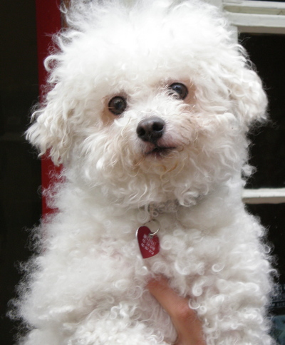 Dolly