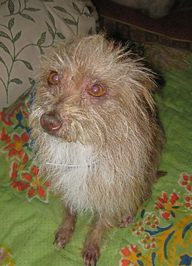 cairn yorkie pictures of cairn terrier haircuts hairstyle gallery breeds picture cairn yorkie pictures of cairn terrier haircuts hairstyle gallery breeds picture