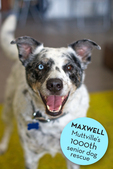 Maxwell 3