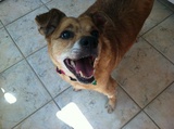 Daisy 5