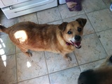 Daisy 5