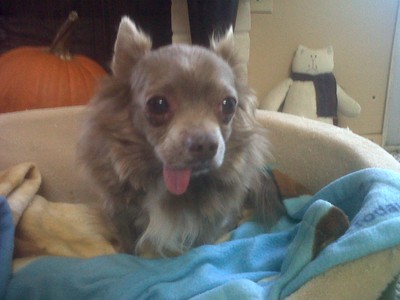 Toby 2