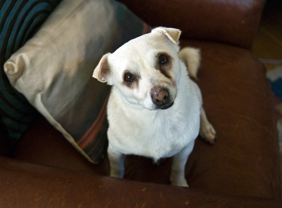 Peanut 1378