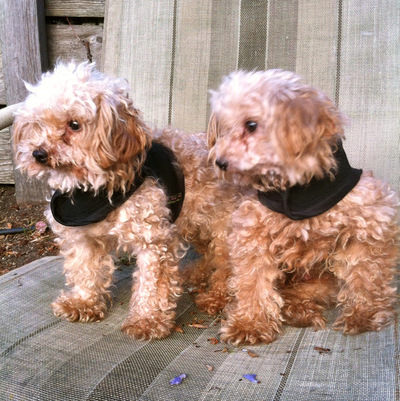 Itty (1415) & Bitty (1416)