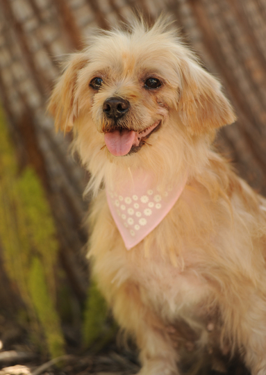 Evie 1440