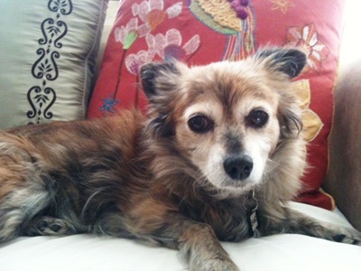 Sooki 1442