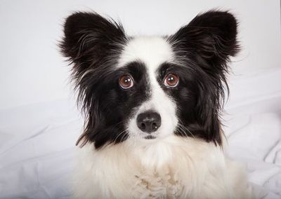 Billie 1504