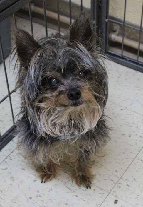 Muttville: Dandy 2623