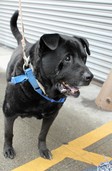 Hector