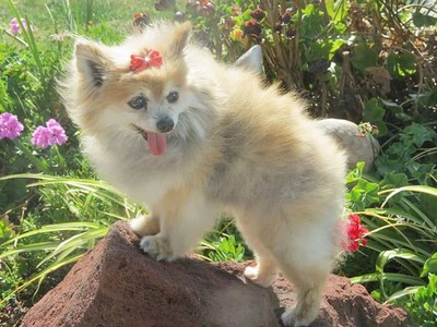 lanas pomeranians muttville 4043 lanas pomeranians muttville 4043