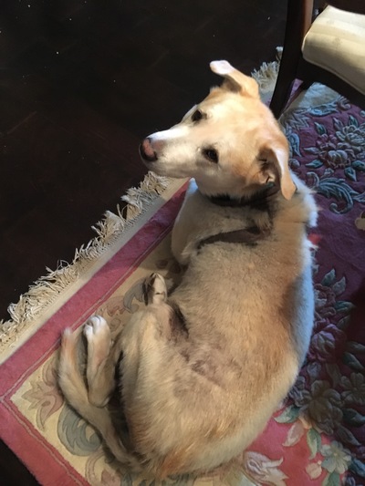 Shiloh 3