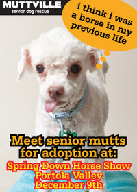 Muttville goes to the horses - come join the mutts at Spring Down Equestrian Center for the horse show!
