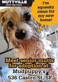 Meet Our Mutts: A Muttville Adoption Event at Mudpuppy's Tub and Scrub in the Castro!!