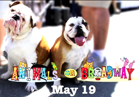 Meet Muttville Mutts at Animals on Broadway in Walnut Creek!