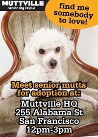 Get free love at LOVE A SENIOR SATURDAY at Muttville HQ