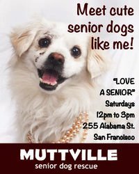 Get free love at LOVE A SENIOR SATURDAY at Muttville HQ