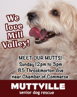 Meet Our Mutts! Muttville's Fabulous Mill Valley Adoption Event!
