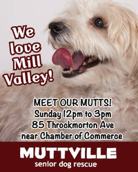 Meet Our Mutts! Muttville's Fabulous Mill Valley Adoption Event!