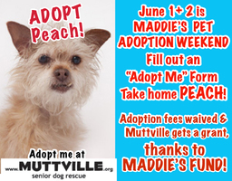 MUTTVILLE JOINS MADDIE’S PET ADOPTION DAYS: $4 Million Pledged to Find Homes for 5,000 Shelter Pets