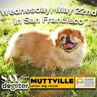 Dogster Teams Up w/ Muttville for a Fun Adoption Event!