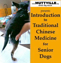 'Introduction to Traditional Chinese Medicine for Senior Dogs' Workshop