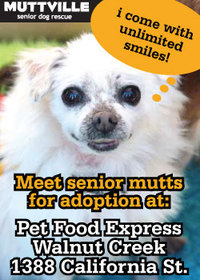 Meet Our Mutts! Muttville's Adoption Event at Pet Food Express in Walnut Creek!