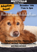 Join Muttville and the goats of Harley Farms at the Harley Farms Christmas Faire!