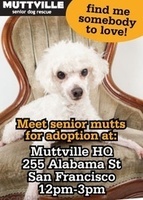 Get free love at LOVE A SENIOR SUNDAY at Muttville HQ