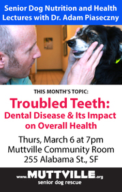 'Troubled Teeth: Dental Disease and Its Impact on Overall Health' Monthly Senior Dog Health + Nutrition Workshop