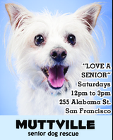Get free love at LOVE A SENIOR SATURDAY at Muttville HQ