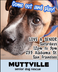 Get free love at LOVE A SENIOR SATURDAY at Muttville HQ