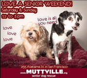 Get free love at LOVE A SENIOR SUNDAY at Muttville HQ