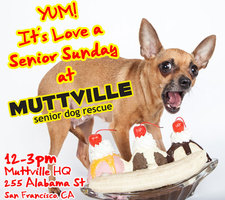 Get free love at LOVE A SENIOR SUNDAY at Muttville HQ