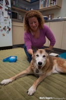 'Physical Rehabilitation for Senior Dogs' with Dr. Ilana Strubel