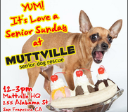 Get free love at LOVE A SENIOR SUNDAY at Muttville HQ