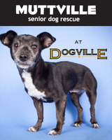 Muttville at Dogville!