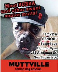 Get free love at LOVE A SENIOR SATURDAY at Muttville HQ