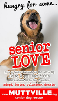 Get free love at LOVE A SENIOR SUNDAY at Muttville HQ