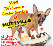 Get free love at LOVE A SENIOR SUNDAY at Muttville HQ