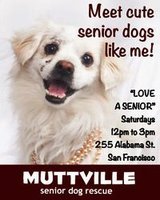 Get free love at LOVE A SENIOR SATURDAY at Muttville HQ