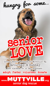 Get free love at LOVE A SENIOR SUNDAY at Muttville HQ