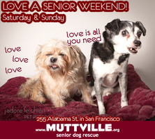 CANCELLED: Get free love at LOVE A SENIOR SUNDAY at Muttville HQ