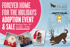 A Forever Home for the Holidays Adoption Event & Sale