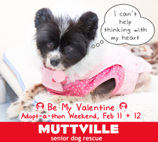 Valentine's weekend Adopt-a-thon!!