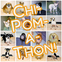 CHI-POM-A-THON YAPPY HOUR & ADOPTION EVENT!