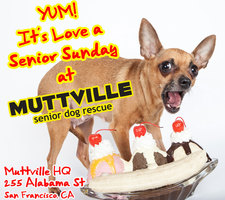Get some lovin' at LOVE A SENIOR SUNDAY at Muttville HQ