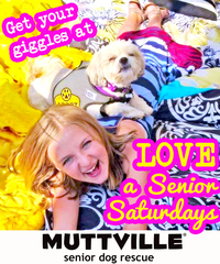 Get some lovin' at LOVE A SENIOR SATURDAY at Muttville HQ